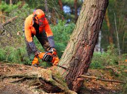 Lawn Renovation and Restoration in Woodlake, CA