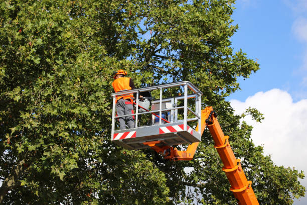 Best Palm Tree Trimming  in Woodlake, CA
