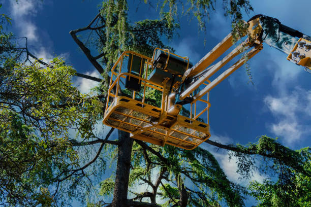 Best Utility Line Clearance  in Woodlake, CA