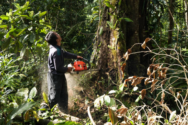 Best Commercial Tree Services  in Woodlake, CA