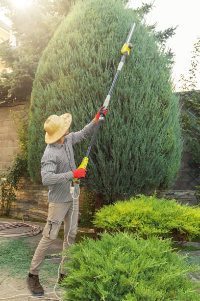Best Lawn Maintenance Plans  in Woodlake, CA