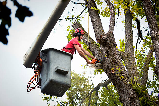 Best Seasonal Cleanup (Spring/Fall)  in Woodlake, CA