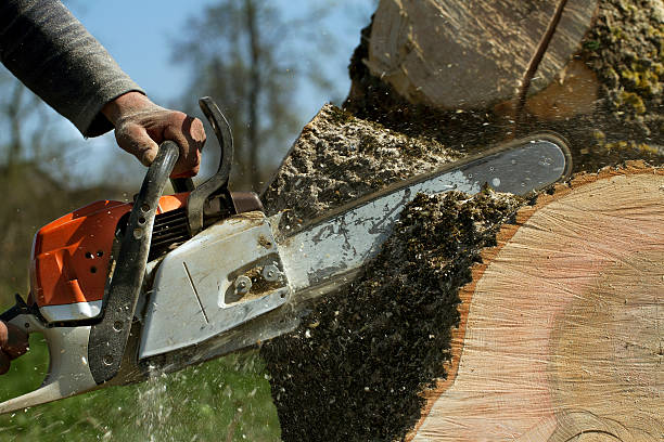 How Our Tree Care Process Works  in  Woodlake, CA