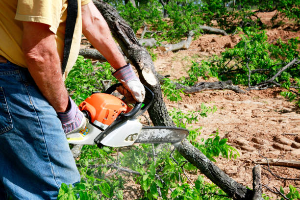 Best Tree Preservation Services  in Woodlake, CA